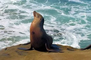 Foca