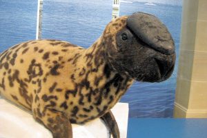 Foca Capuchina