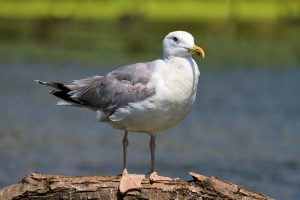 Gaviota