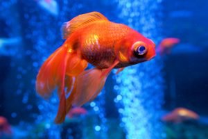 Goldfish