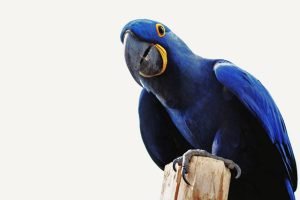 Guacamayo Azul