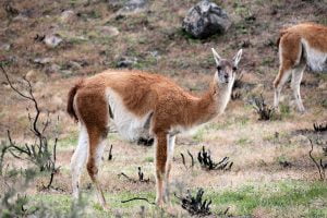 Guanaco