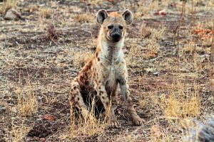 Hiena