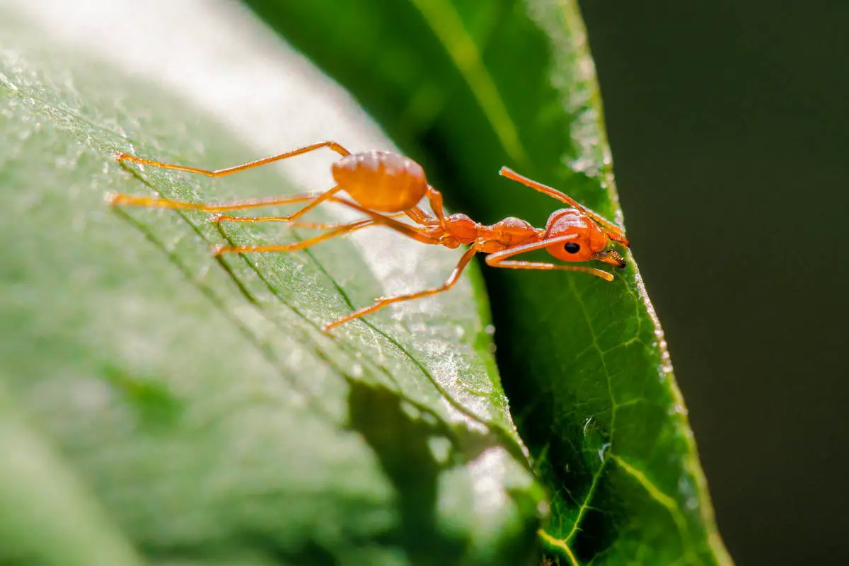 🍃 El increíble proceso de las hormigas cortadoras de hojas