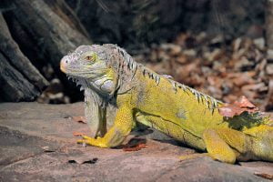 Iguana