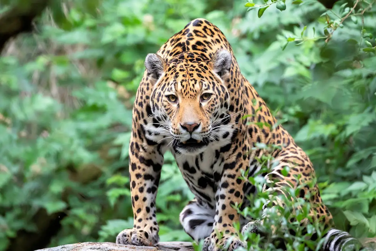 ▷ Jaguar » Características, Alimentación, Hábitat, Reproducción,  Depredadores