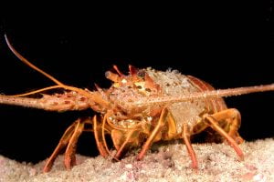 Langosta