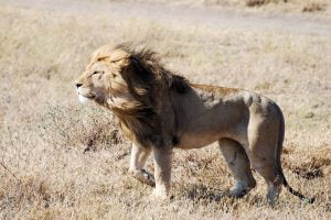 León