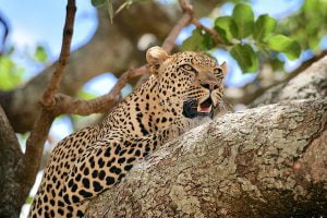 Leopardo