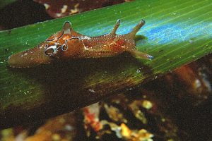 Liebre de Mar