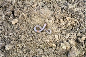 Lombriz de Tierra