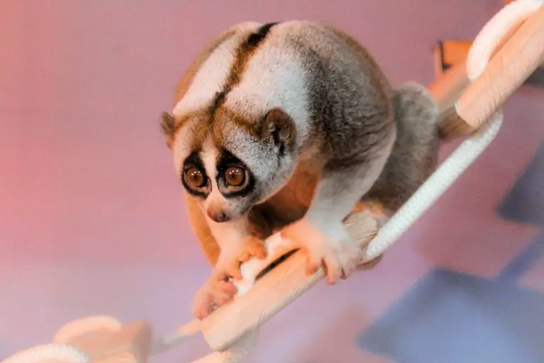 Loris Perezoso » Características, Alimentación, Hábitat, Reproducción