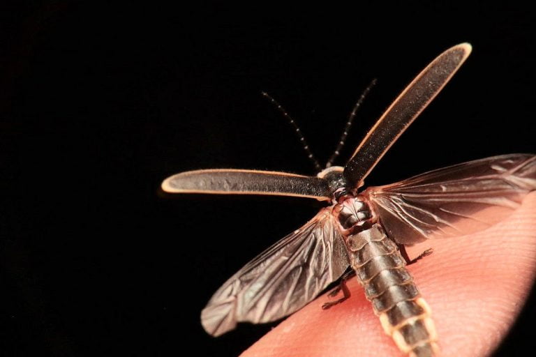 Insectos De La Selva » Características, Alimentación, Hábitat ...