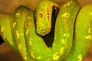 Mamba
