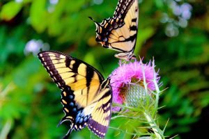 Mariposa