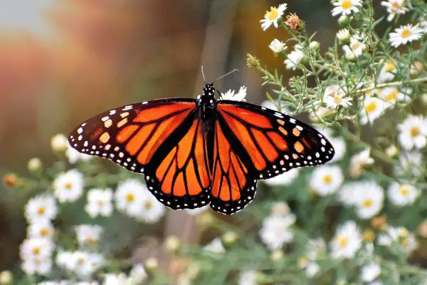 Mariposa Monarca Características Alimentación Hábitat Reproducción Depredadores