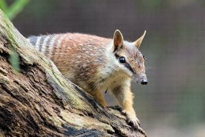 Numbat