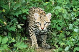 Ocelote