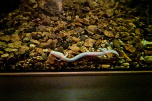 Olm
