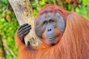 Orangután de Borneo