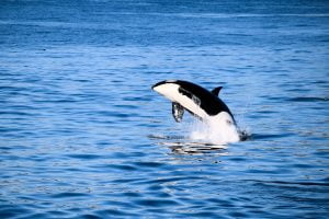 Orca