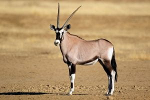 Oryx