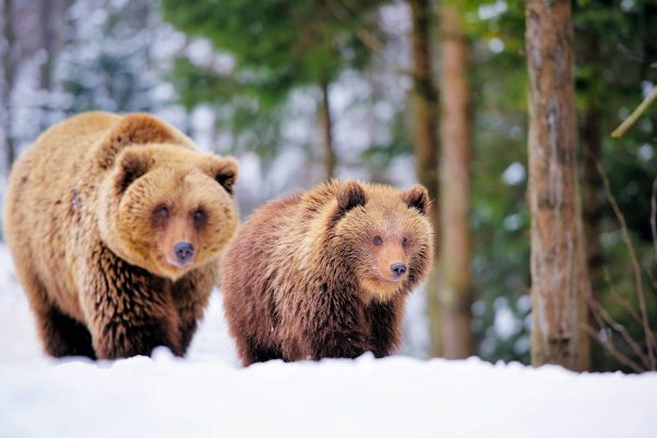 Oso » Características, Alimentación, Hábitat, Reproducción,