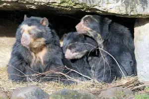 Oso de Anteojos