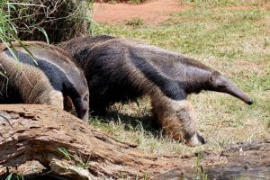 Oso Hormiguero