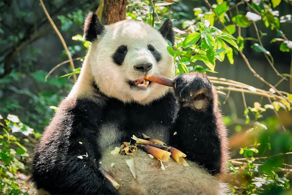 Oso Panda Características Alimentación Hábitat Reproducción