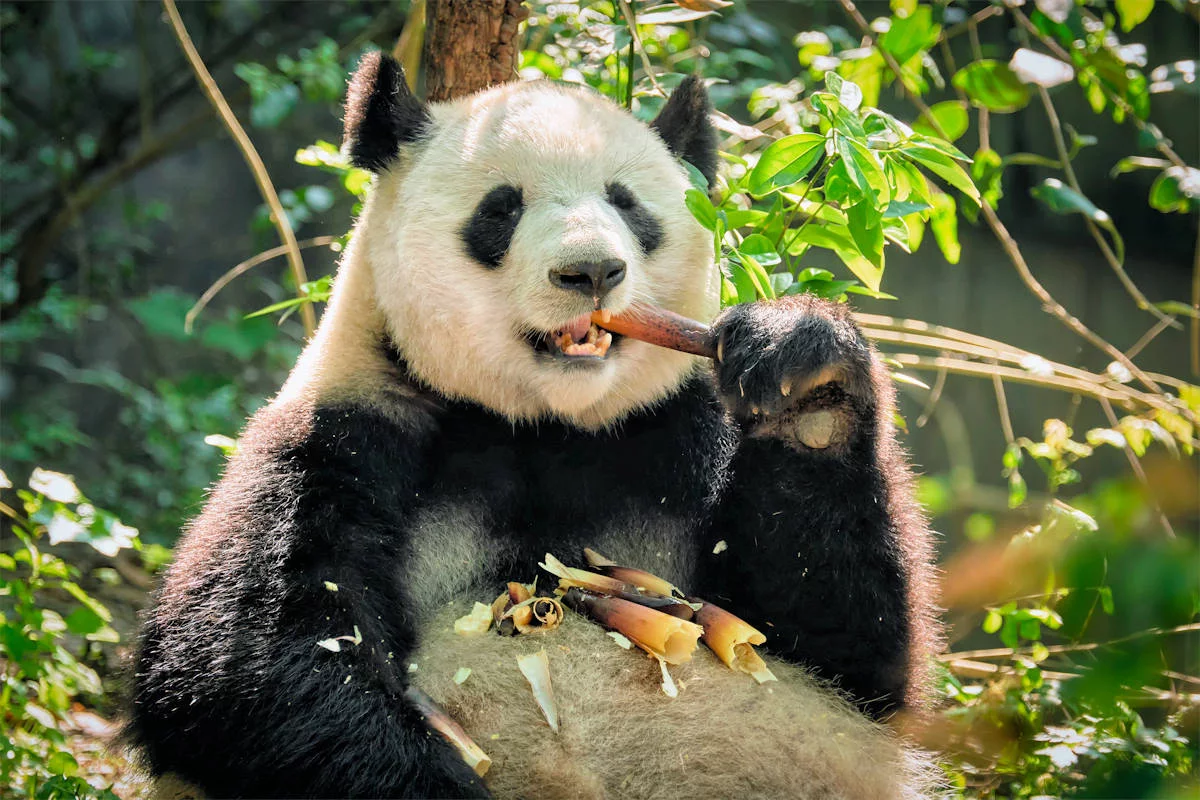 ▷ Oso Panda » Características, Alimentación, Hábitat, Reproducción,  Depredadores