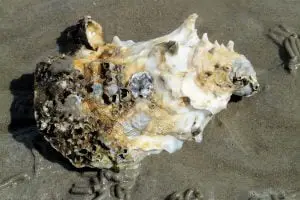 Ostra