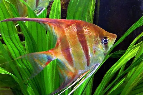 Pez Tetra » Características, Alimentación, Hábitat, Reproducción