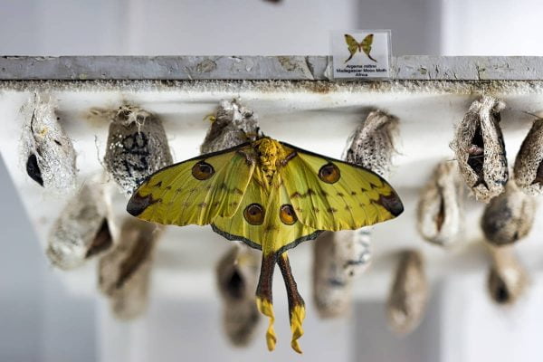 Polilla » Características, Alimentación, Hábitat, Reproducción ...