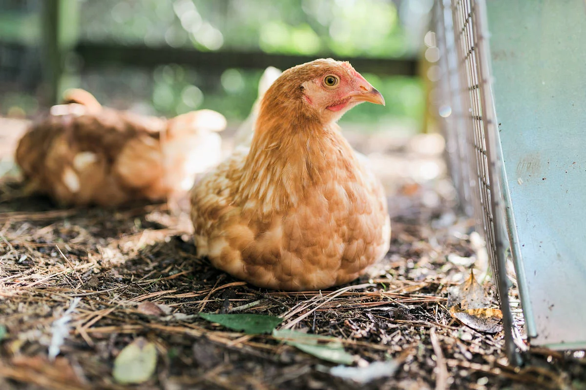 ▷ Pollo » Características, Alimentación, Hábitat, Reproducción, Depredadores