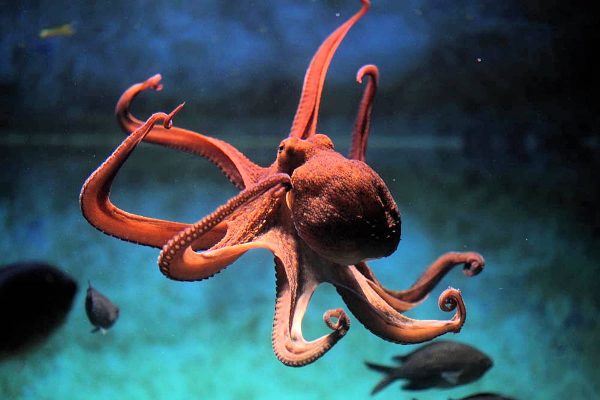 Pulpo Dumbo » Características, Alimentación, Hábitat, Reproducción ...