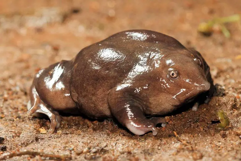 Rana De Darwin » Características, Alimentación, Hábitat, Reproducción