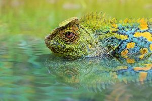 Reptiles del Bosque