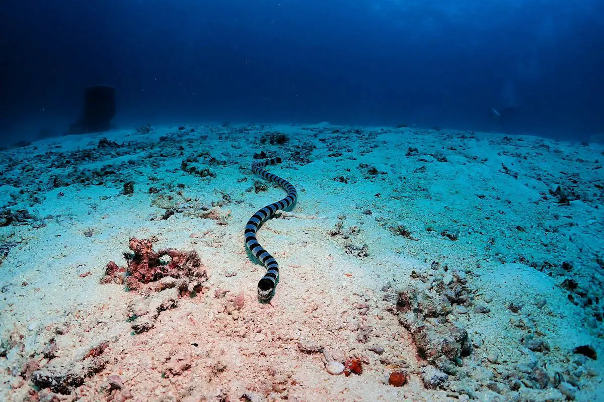 Serpiente De Agua Ravensden Sealife 24CM-T089SE Vida Marina Azul Nemo Tortuga Dory aplastar 