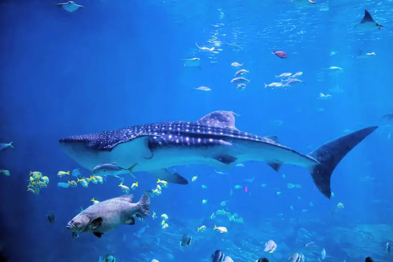 Tiburón Ballena » Características, Alimentación, Hábitat, Reproducción, Depredadores Tiburón Ballena » Características, Alimentación, Hábitat, Reproducción, Depredadores