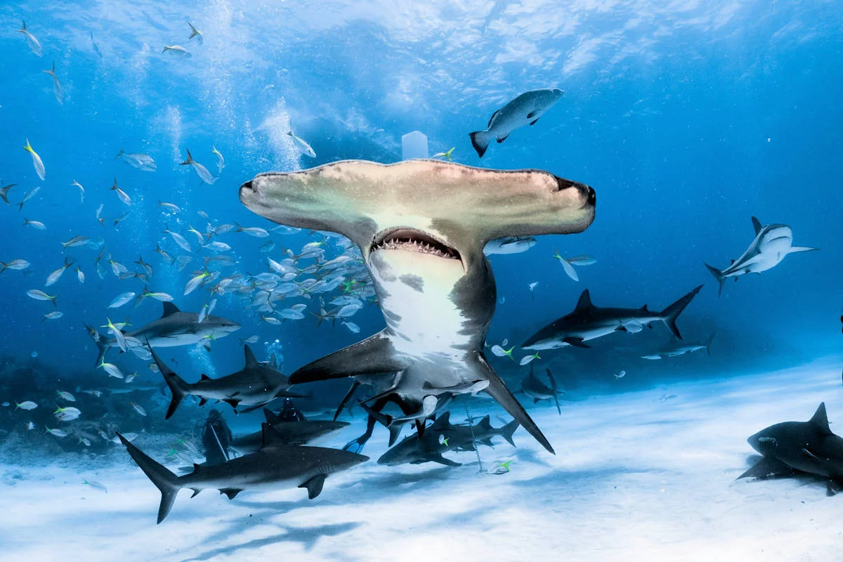 ▷ Tiburón Martillo » Características, Alimentación, Hábitat, Reproducción,  Depredadores