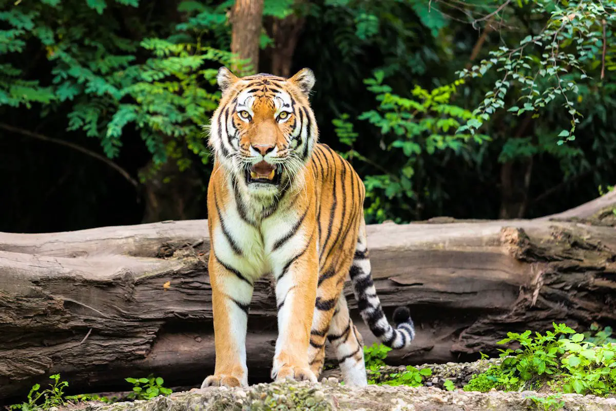 ▷ Tigre De Bengala » Características, Alimentación, Hábitat, Reproducción,  Depredadores