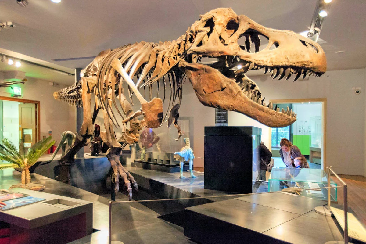 ▷ Tiranosaurio Rex » Características, Alimentación, Hábitat, Reproducción,  Depredadores