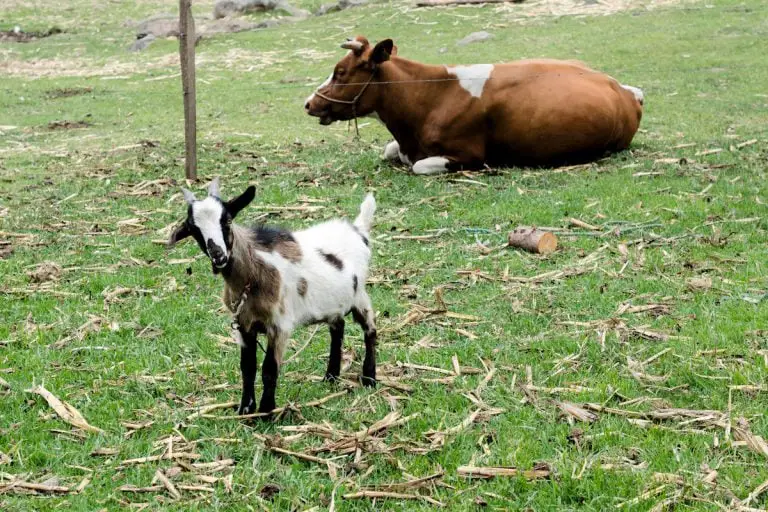 Vacas Y Cabras » Características, Alimentación, Hábitat, Reproducción ...