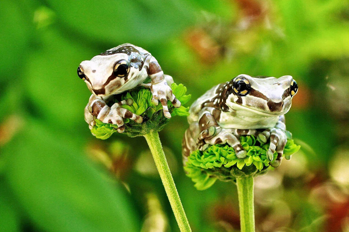 Anfibios-Animales Ovíparos