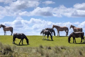 Animales Terrestres