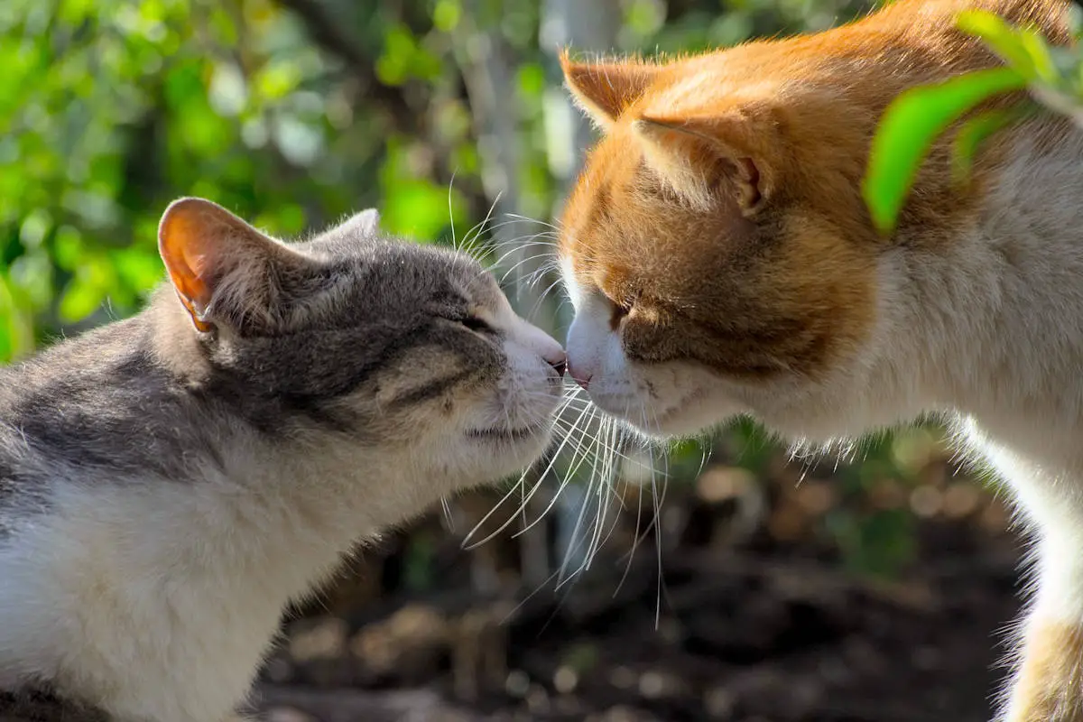 ANIMALES VIVÍPAROS » Significado, Características, Clasificación Y Ejemplos ANIMALES VIVÍPAROS » Significado, Características, Clasificación Y Ejemplos