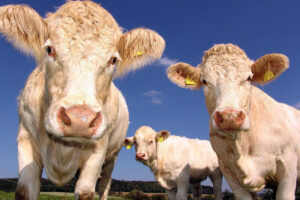 Animales de Granja
