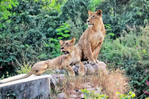 Animales de la Selva