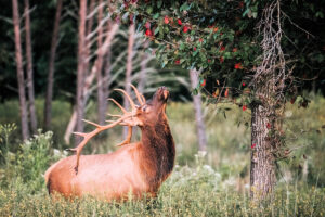 Animales del Bosque